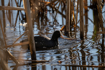 A black coot bird swims in the reeds.
