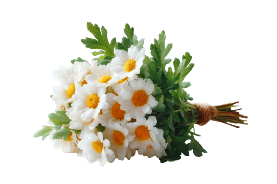 [Transparent Background PNG]A Bouquet of Delicate Daisies on White Background