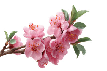 Naklejka premium [Transparent Background PNG]Delicate Pink Blossoms on a Branch