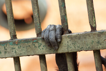 A close up of a primate’s hand gripping rusty metal bars, symbolizing captivity, confinement, and...