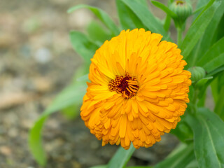 秋から春の公園や花壇を彩るキンセンカのある風景。自然風景素材。