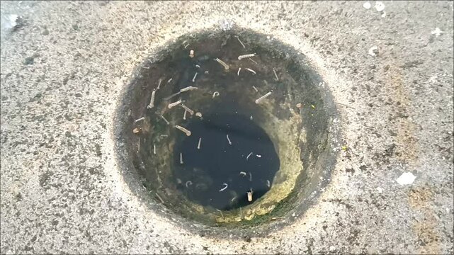A group of mosquito larvae in a puddle of water