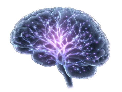 [Transparent Background PNG]Human Brain Structure Illustration