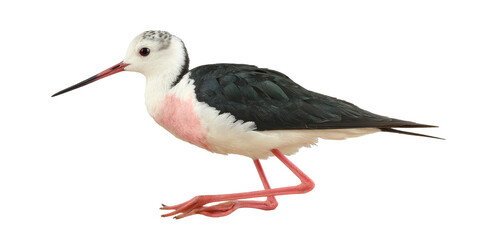 Fototapeta premium [Transparent Background PNG]Black-winged Stilt Bird Portrait