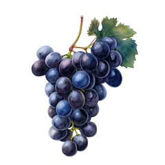 Fototapeta premium Watercolor illustration of a ripe bunch of juicy dark grapes on a white background