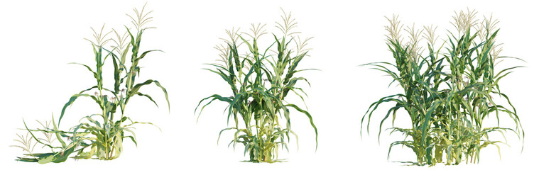Zea mays tree set 4k png cutout transparent background