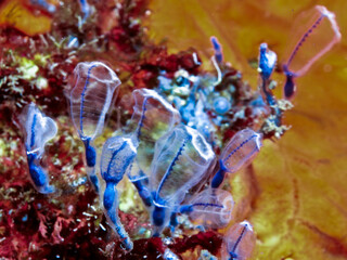 A colony of blue ascidians