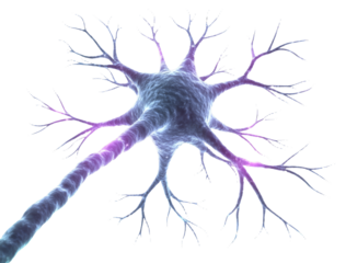 [Transparent Background PNG]Detailed Illustration of a Neuron Structure