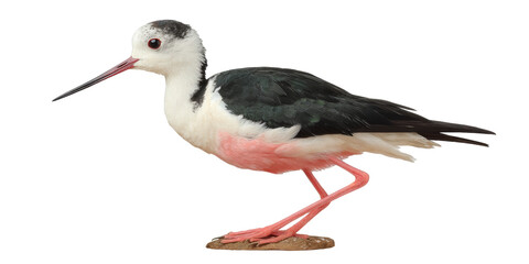[Transparent Background PNG]Beautiful Black-winged Stilt Bird Profile
