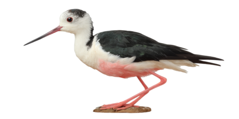 [Transparent Background PNG]Beautiful Black-winged Stilt Bird Profile