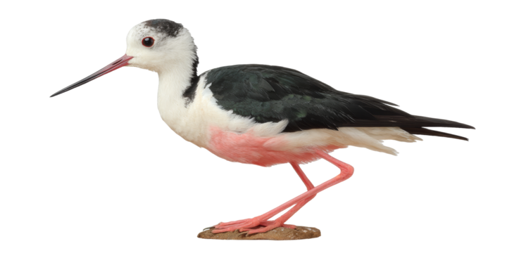 [Transparent Background PNG]Beautiful Black-winged Stilt Bird Profile