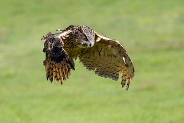 Female eagle owl in flight over green spring fields