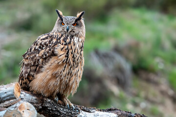 Female Eurasian Eagle Owl on her relaxed perch