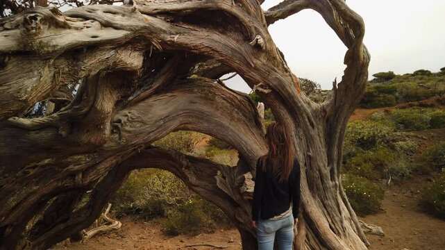 Tourist woman standing near ancient twisted sabina tree in scenic el Sabinar landscape of El Hierro, showcasing endemic vegetation of canary islands wilderness