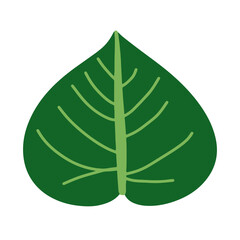 green leaves isolated on white background, green leaf isolated on white background, 