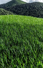 Obraz premium rice field in thailand