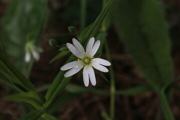 Stellaria after rain