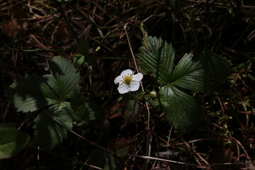 Wild strawberry