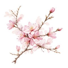 Fototapeta premium Blooming Plum Blossoms with Delicate Pink Petals on Bare Branches