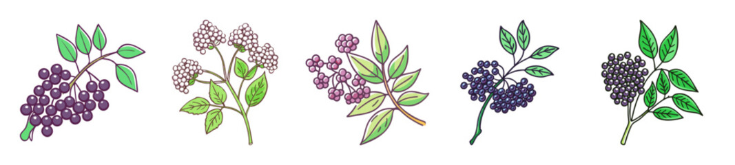 elderberry icon, elderberry line art - simple line art of elderberry, perfect for elderberry logos and icons