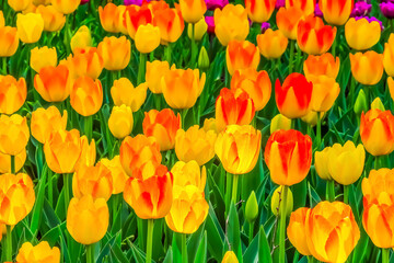 美しいチューリップの花　