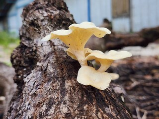 Pale Fungi Growing on Dark Brown Log