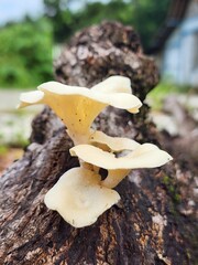 Pale Yellow Mushrooms Growing on Dark Wood