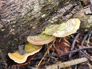 Yellow And Brown Shelf Fungus Growing On Decaying Log