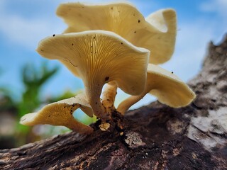 Pale Yellow Mushroom Cluster on Dark Wood Log