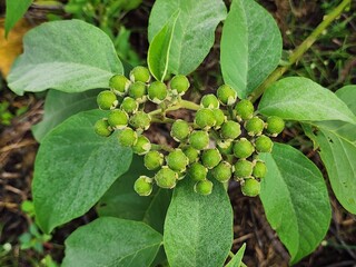Green Berries Cluster on Lush Green Leaves