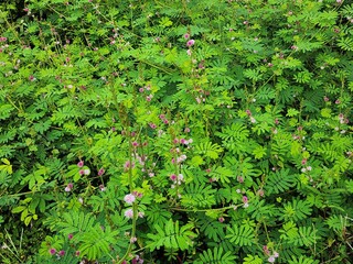 Lush Green Bush with Delicate Pink Flowers