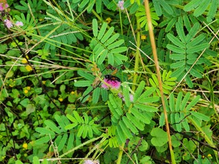 Closeup of a Black Insect on Pink Flowers Amidst Lush Green Foliage