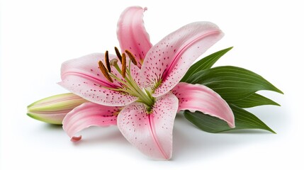 Naklejka premium Pink lily bloom with speckled petals, green leaves, and buds, isolated