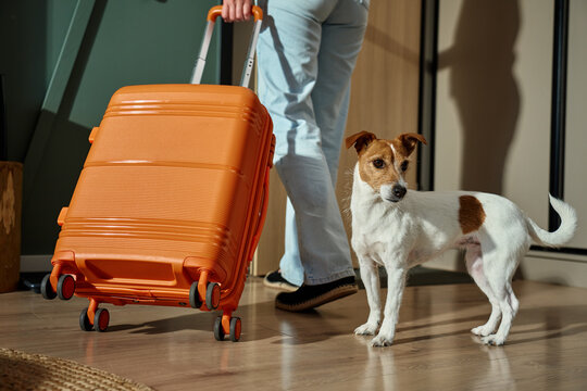 Woman leaving home with dog and suitcase. Small dog watching owner depart with luggage. Travel with pet