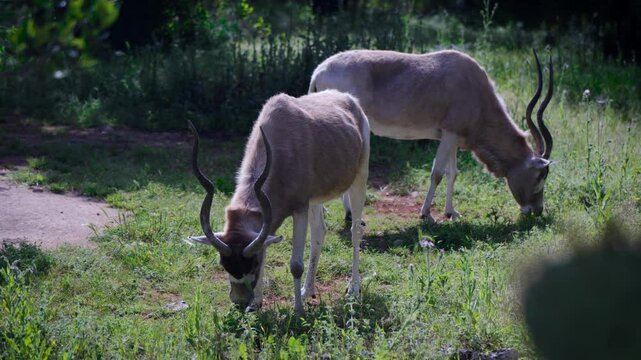 close-up of a pair of Addax grazing on the grass in the wild