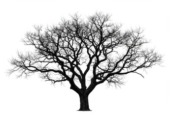 Bare winter tree silhouette isolated on white background