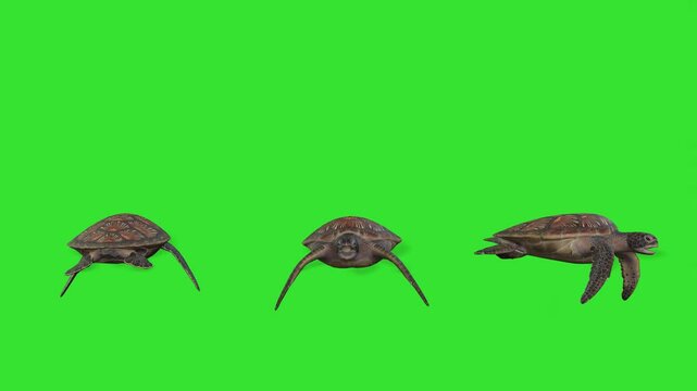 Swimming of turtle animal green screen or chroma key video clip art animation