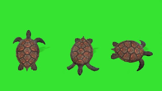 Front view of turtle under water green screen or chroma key video clip motion animation