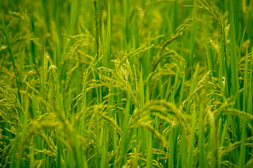 Green rice plants in an outdoor paddy field, reflecting connection between climate, nourishment, and sustainable farming for healthy global food systems. Organic agriculture, eco-friendly harvest.