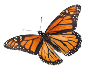 Fototapeta premium Butterfly flying isolated on transparent background 