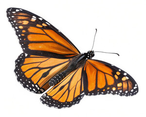 Fototapeta premium Butterfly flying isolated on transparent background 