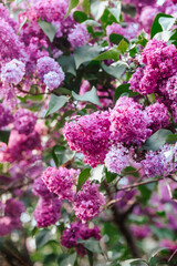Vibrant lilac blossoms create a colorful display in spring garden setting
