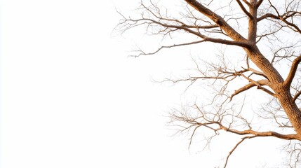 Fototapeta premium Stark brown tree branches reach against a bright white backdrop