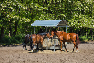 horses on the farm