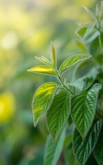 Obraz premium Closeup of vibrant green leaves in soft sunlight nature photography
