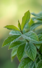 Fototapeta premium Closeup of dew covered vibrant green leaves on a plant