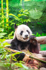 The Giant Panda Bear sits while eating a bamboo stalk