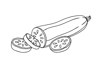 Zucchini Vegetable Outline Illustration Fresh Garden Harvest Cooking Preparation Element
