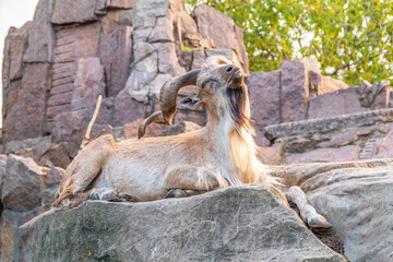 Close-up portrait of Markhor, Capra falconeri, wild goat native to Central Asia, Karakoram and the...