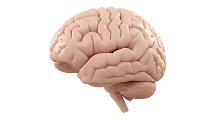 A 3D human brain isolated on Transparent background